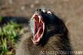 Click image for larger version

Name:	Z9100213-Male_chacma_baboon-SPL[1].jpg
Views:	601
Size:	46.3 KB
ID:	130293