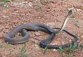 Click image for larger version

Name:	black-mamba.jpg
Views:	1790
Size:	38.1 KB
ID:	134311