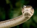 Click image for larger version

Name:	mamba 3.jpg
Views:	1789
Size:	26.1 KB
ID:	134313