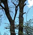 Click image for larger version

Name:	black-mamba-031.jpg
Views:	1800
Size:	104.3 KB
ID:	134315